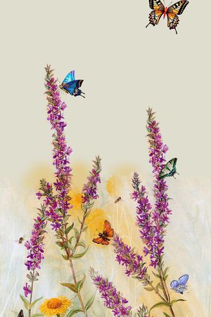 蝴蝶印花华亿平台图片