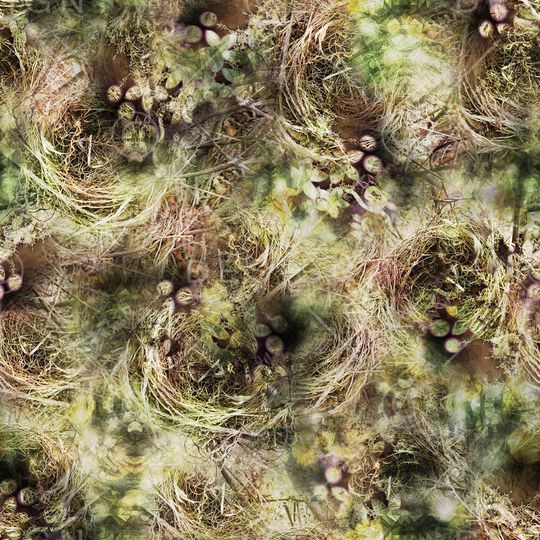 鸟窝印花华亿平台图片