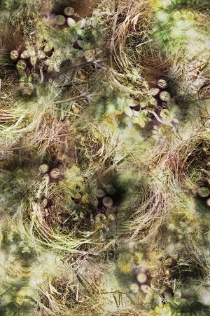 鸟窝印花华亿平台图片