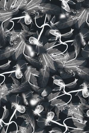 羽毛印花华亿平台图片