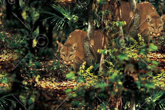 动物印花华亿平台图片