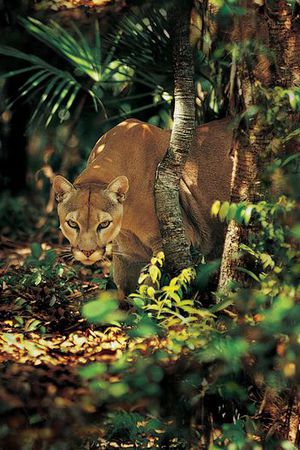 动物印花华亿平台图片