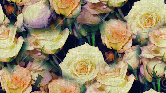 玫瑰印花华亿平台图片