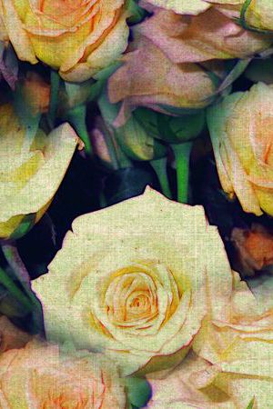 玫瑰印花华亿平台图片