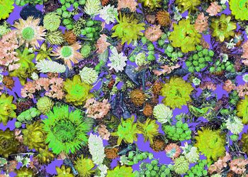 198118-特殊效果花卉