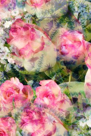 玫瑰印花华亿平台图片