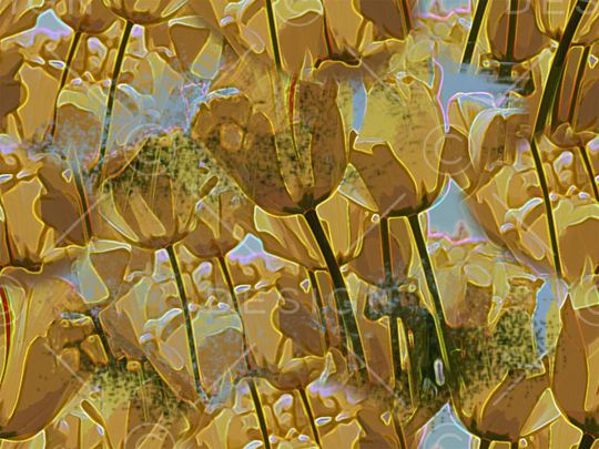 郁金香印花华亿平台图片