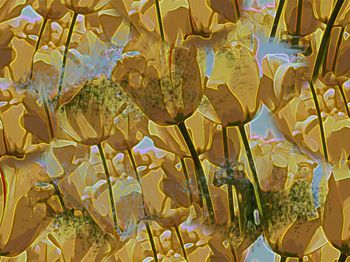 郁金香印花华亿平台图片