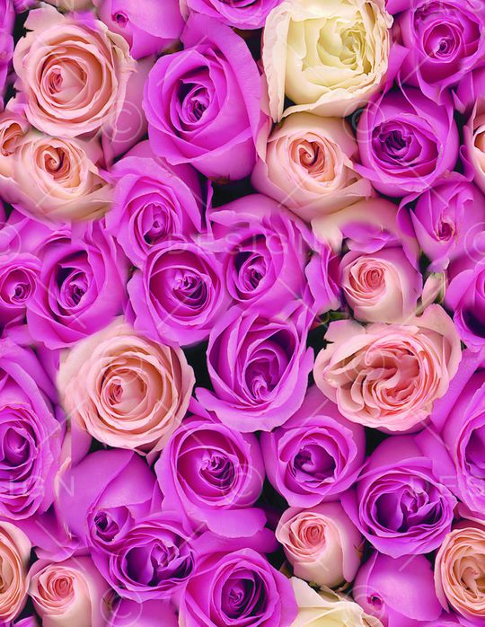 摄影写实花卉印花华亿平台图片