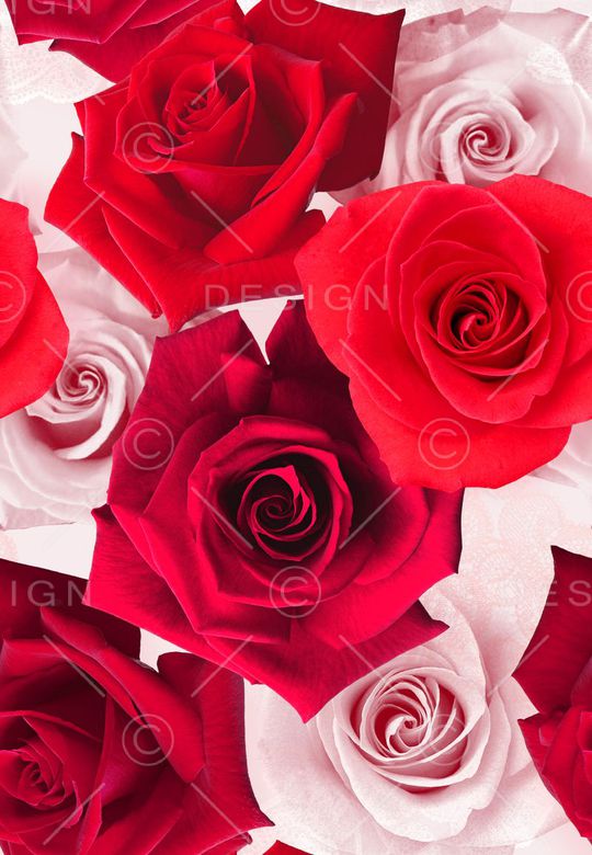 玫瑰印花华亿平台图片