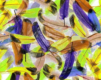 210081-特殊效果羽毛