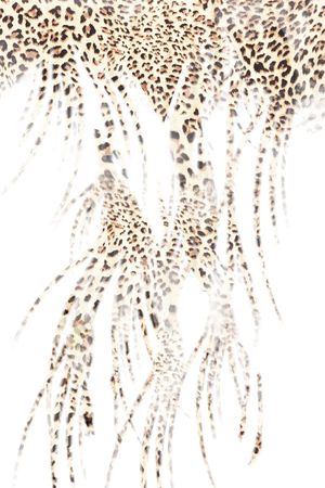 C-动物华亿平台/Animal印花华亿平台图片