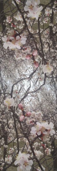 摄影照片印花华亿平台图片