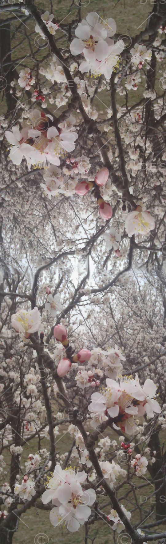 摄影照片印花华亿平台图片