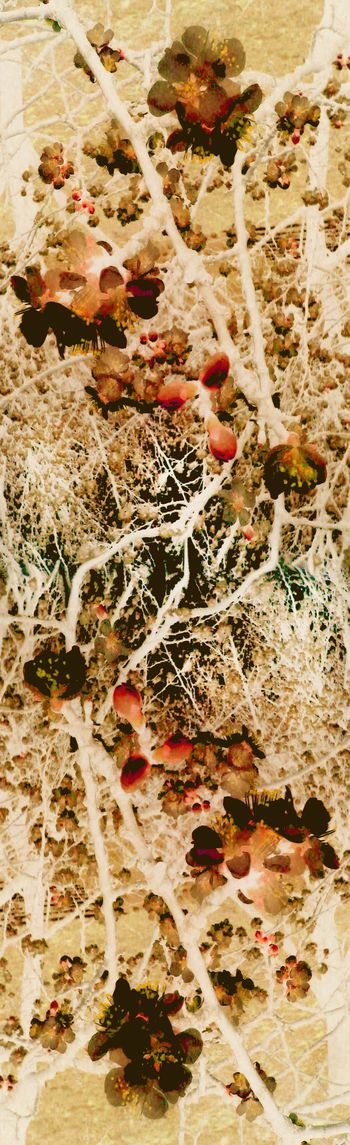 219714-【大自然】杏花开，大自然的特写，唯