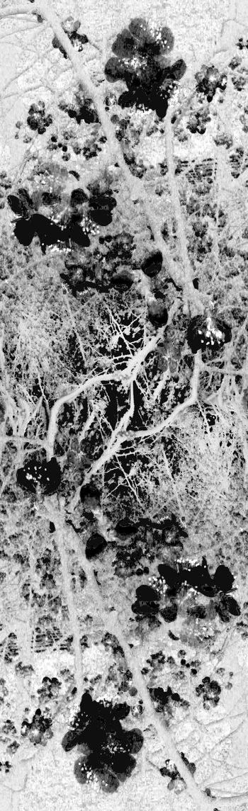 219715-【大自然】杏花开，大自然的特写，唯