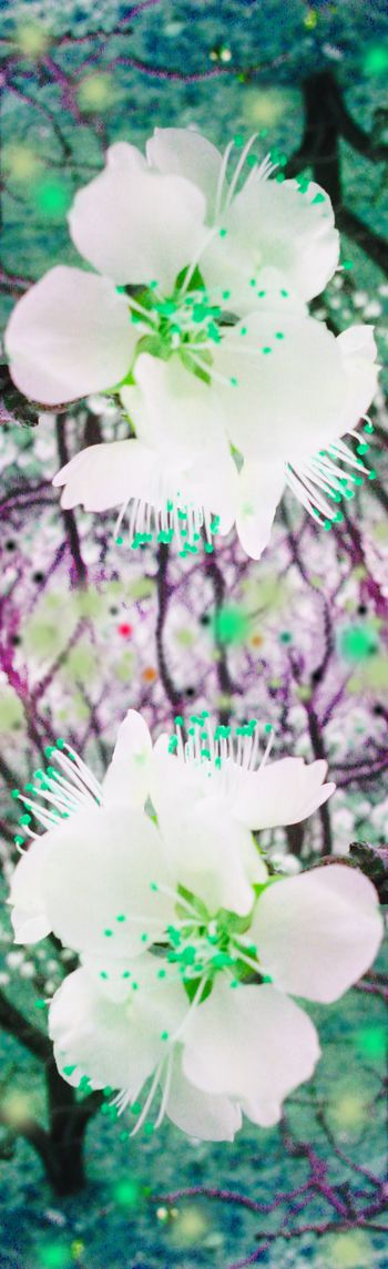 228239-花卉纹理1