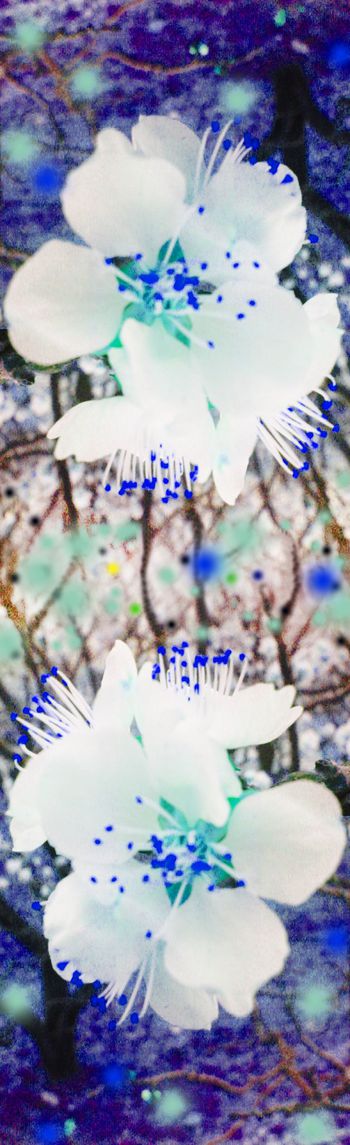 228240-花卉纹理1