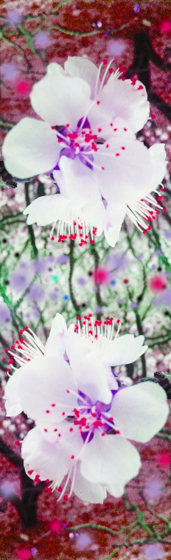 228241-花卉纹理1