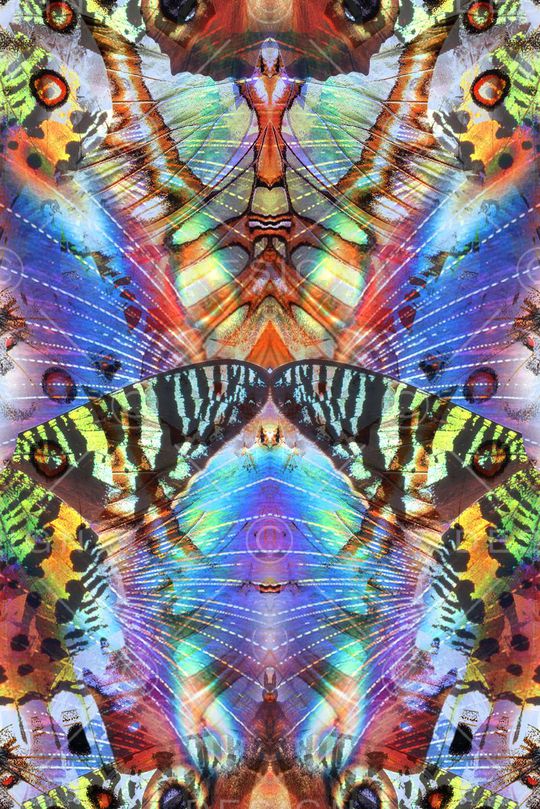 对称 梦幻 蝴蝶 翅膀 动物 服装 印花华亿平台图片