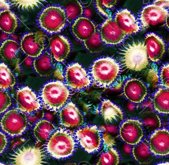 神秘 菊花 雏菊 彩色 红色 黑底印花华亿平台图片