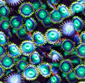 241091-神秘菊花雏菊彩色印花华亿平台