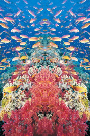 241209-WT017炫彩鱼群珊瑚定位印花华亿平台