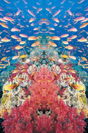 休闲印花华亿平台图片