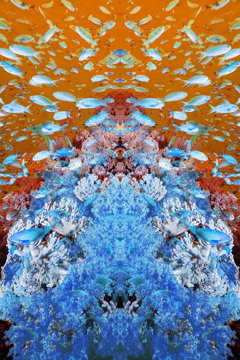 241210-炫彩鱼群珊瑚定位印花华亿平台