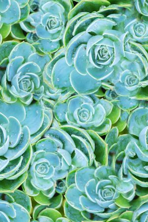 宝石花  花卉 写实 花朵 绿色 印花华亿平台图片