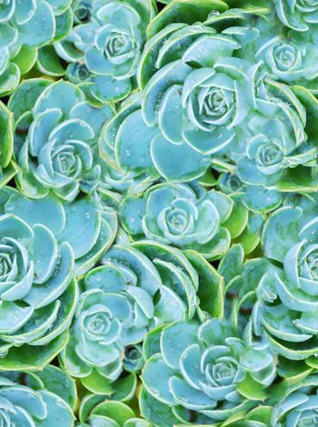 241333-WT025写实宝石花花卉印花华亿平台