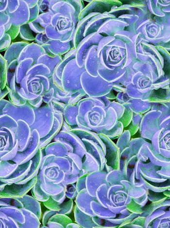 241334-写实宝石花花卉印花华亿平台