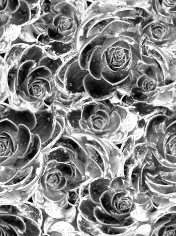 241335-写实宝石花花卉印花华亿平台