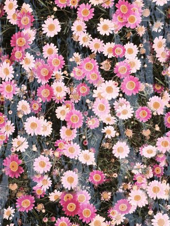 241824-太阳花花卉花朵组合