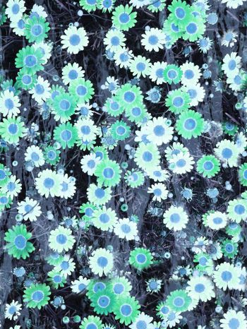 241825-太阳花花卉花朵组合