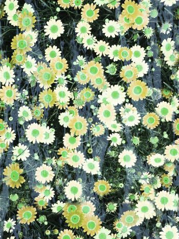 241826-太阳花花卉花朵组合