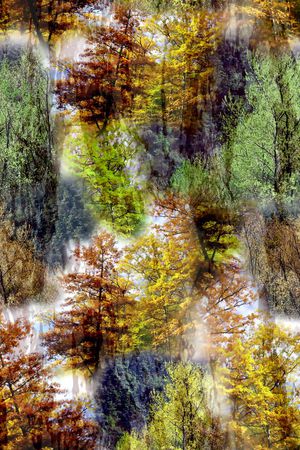 风景 树林 树叶 树木 植物 印花华亿平台图片