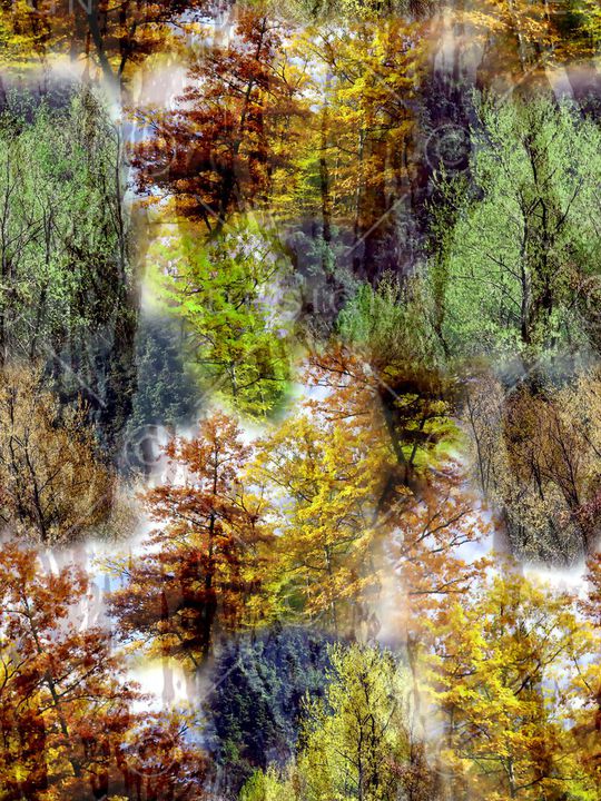 风景 树林 树叶 树木 植物 印花华亿平台图片