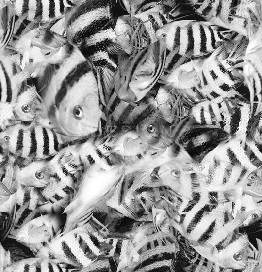 写实 鱼  热带 印花  动物 黑白 印花华亿平台图片