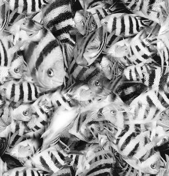 244810-WT050写实鱼群热带鱼印花华亿平台