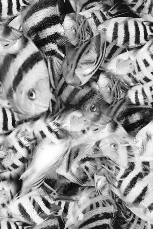 写实 鱼  热带 印花  动物 黑白 印花华亿平台图片