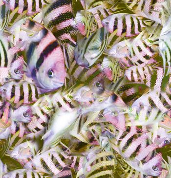 244811-写实鱼群热带鱼印花华亿平台