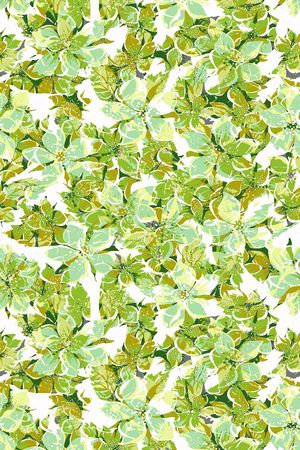 休闲  花卉  绽放 长巾 清新 绿色 印花华亿平台图片