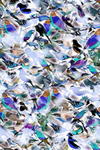 246513-多彩朦胧鸟