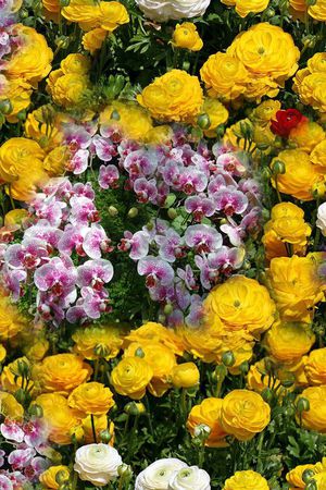 照片写实花卉印花华亿平台图片