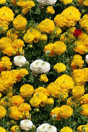 数码 黄花 白花 绿叶 花卉 花朵 鲜花 油画 印花华亿平台图片