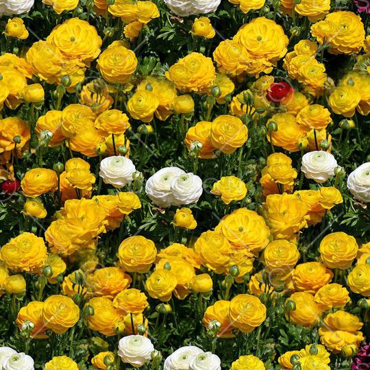 数码 黄花 白花 绿叶 花卉 花朵 鲜花 油画 印花华亿平台图片