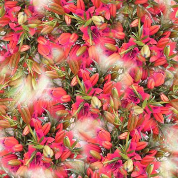 247488-数码百合花朵