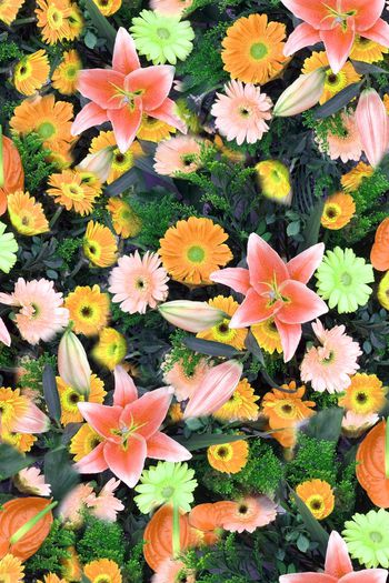 248208-数码百合花太阳花大花朵