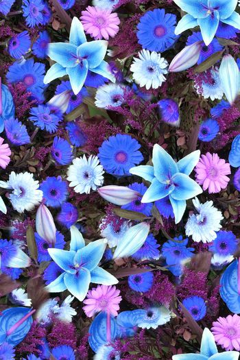 248210-数码百合花太阳花大花朵